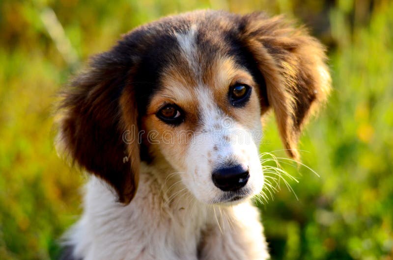 Pastor Inglês Pastoreando Cachorro Com Bola De Tênis Imagem de Stock -  Imagem de jogo, inglês: 177133179