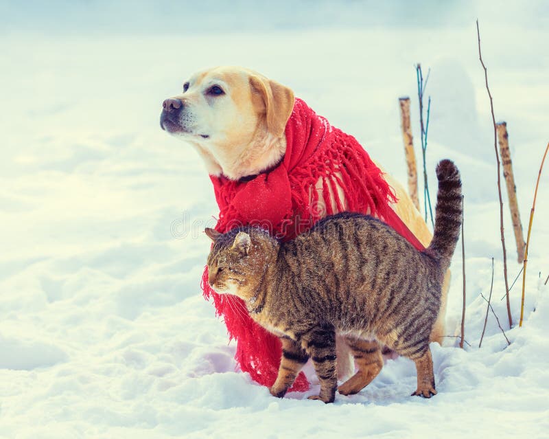 brincadeiras dos gatos – Cão Cidadão