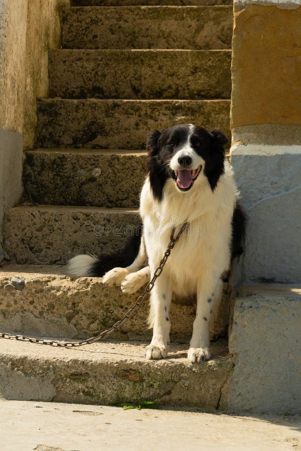 Banco de imagens : cachorro, Raça cão, Cão, como, mamífero, Border collie,  pastor australiano, Collie scotch, Cão pastor galesa, Cão raça, focinho,  Pastor australiano diminuto, Pastor inglês, Cão companheiro, Cão de  pastoreio