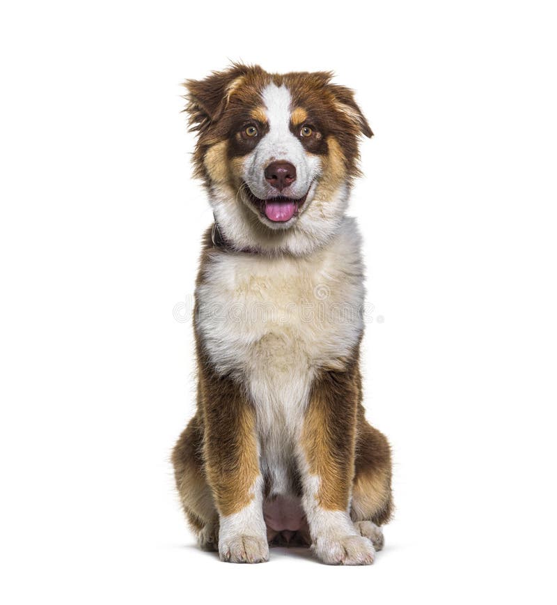 Cão Pastor Australiano Em Pé Diante De Um Fundo Branco Foto de Stock -  Imagem de corte, sozinho: 259976604