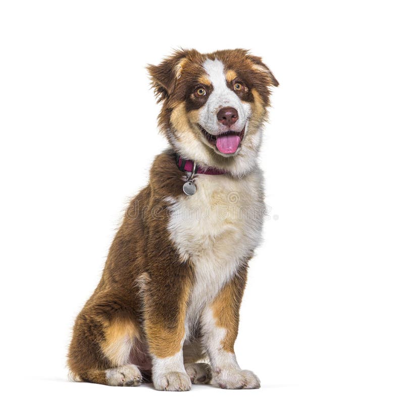 Cão Pastor Australiano Em Pé Diante De Um Fundo Branco Foto de Stock -  Imagem de corte, sozinho: 259976604