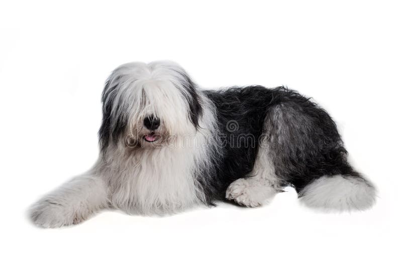 Foto De Stock Cão - Cão De Pastor Inglês Antigo, Royalty-Free