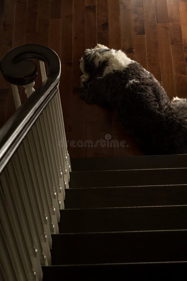 Cão Pastor Inglês Velho Com Uma Língua Cor-de-rosa Que Repica Para Fora  Imagem de Stock - Imagem de prumo, criado: 89703671