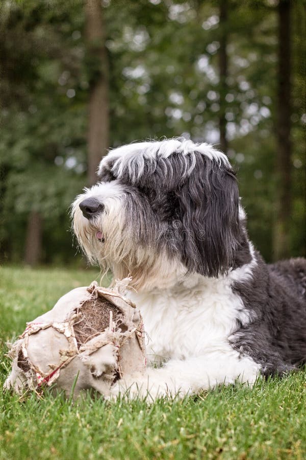 Cão Pastor Inglês Segura Bola Foto de Stock - Imagem de exterior, orelhas:  177133350