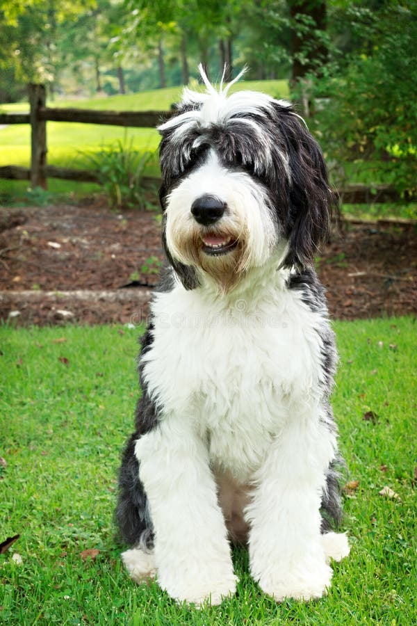 Cão Pastor Inglês Velho Que Está Na Grama Imagem de Stock - Imagem de  velho, fundo: 38260829