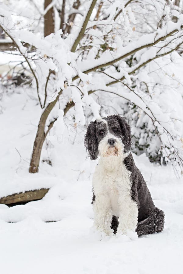 Cão Pastor Inglês Velho Que Está Na Grama Foto de Stock - Imagem