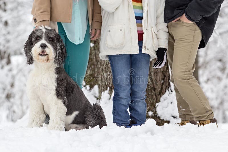 Cão Pastor Inglês Velho Que Está Na Grama Foto de Stock - Imagem