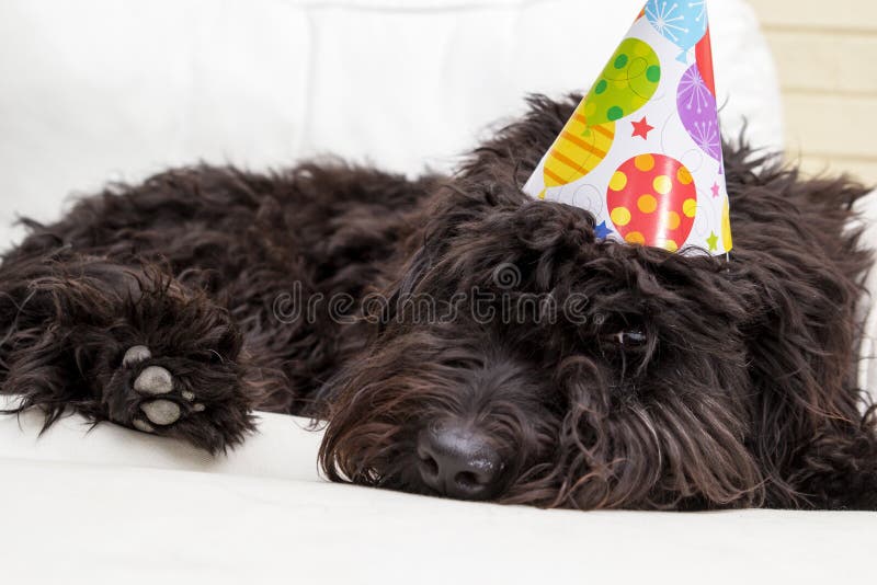 Cão Pastor Inglês Velho Preto E Branco Que Encontra-se Na Parte Inferior  Das Etapas Imagem de Stock - Imagem de aberto, rabisco: 87243909