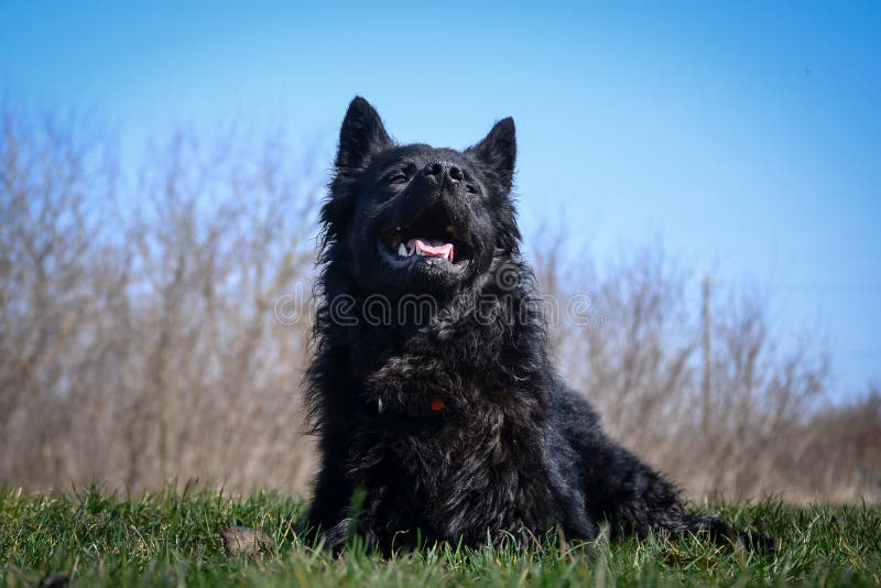 Pastor Inglês Cross Dog Standing Imagem de Stock - Imagem de preto