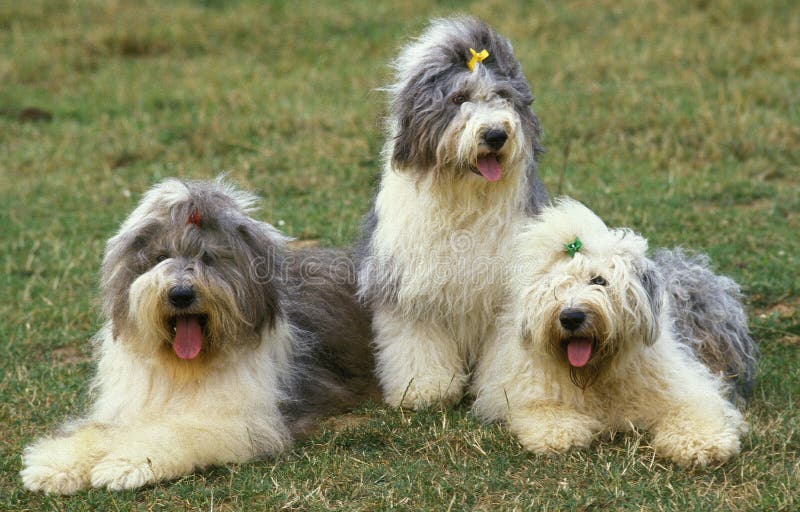 Viejo Pastor Ingles Adulto  Old english sheepdog, English