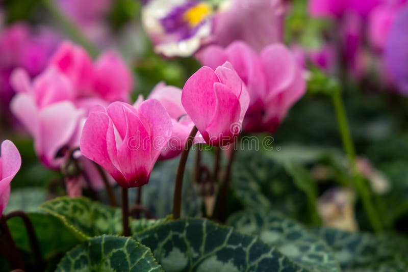 Cíclame Típico Da Flor Da Montanha Autunnalen De Modena Foto de Stock -  Imagem de contraste, bonito: 166467530