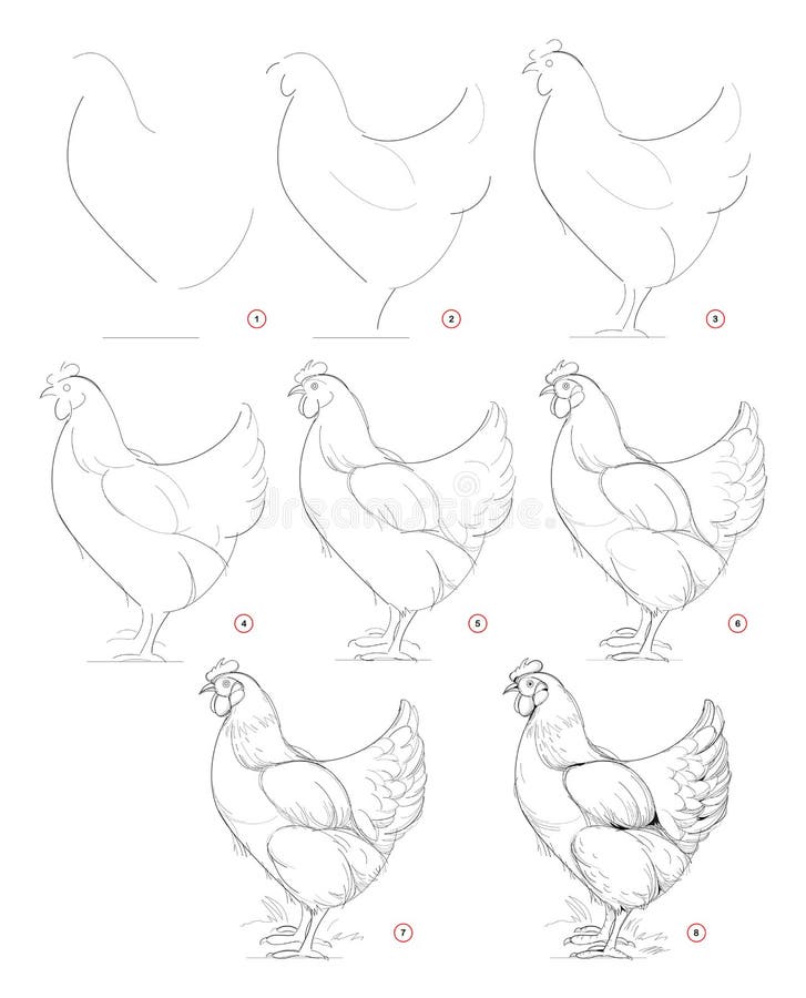 Cómo Dibujar Un Boceto De Gallina Doméstica Imaginaria Creación, Paso a Paso, Del Dibujo De Lápiz Educación Para Artistas Ilustración del Vector - Ilustración de gallina, pollo: 171378006 Cómo Dibujar Un Boceto De Gallina Doméstica Imaginaria Creación, Paso a Paso, Del Dibujo De Lápiz Educación Para Artistas Ilustración del Vector - Ilustración de gallina, pollo: 171378006