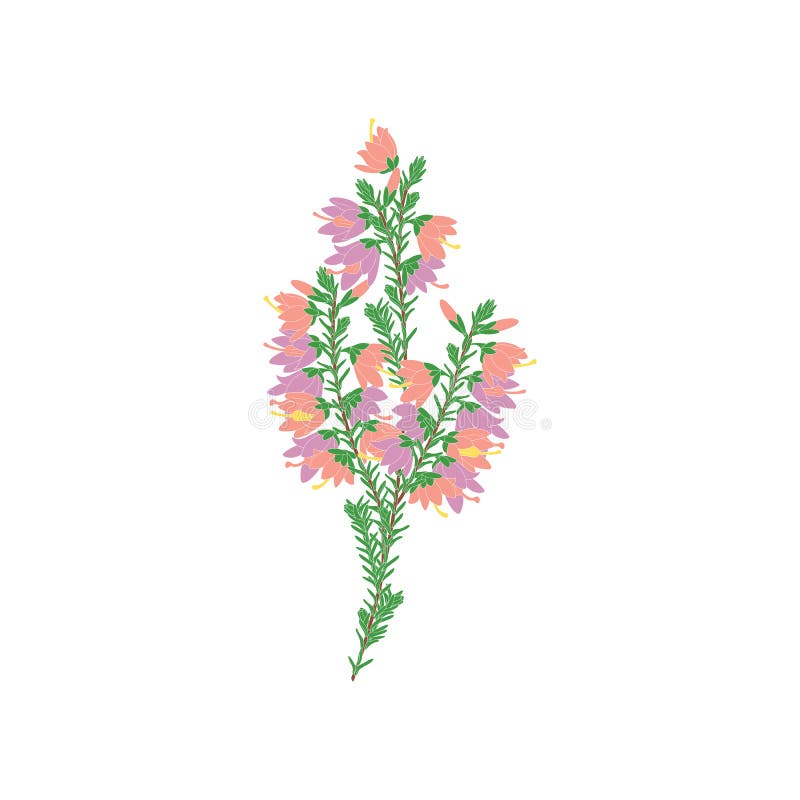 Purple and pink heather flowers or Calluna isolated on white background. Romantic flower in hand drawn style for icon, logo, card.