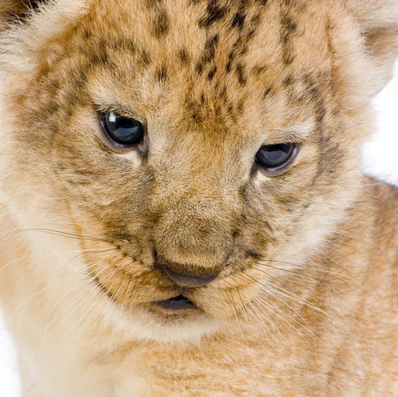 Close-up on a Lion Cub (3 weeks) in front of a white background. All my pictures are taken in a photo studio. Close-up on a Lion Cub (3 weeks) in front of a white background. All my pictures are taken in a photo studio.