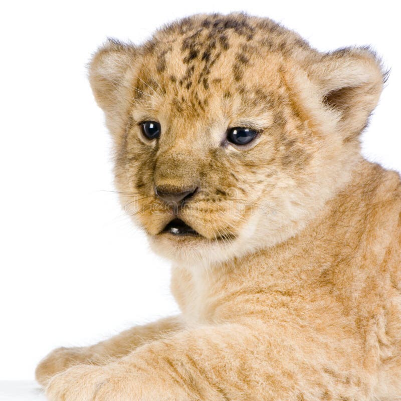 Close-up on a Lion Cub (3 weeks) in front of a white background. All my pictures are taken in a photo studio. Close-up on a Lion Cub (3 weeks) in front of a white background. All my pictures are taken in a photo studio.