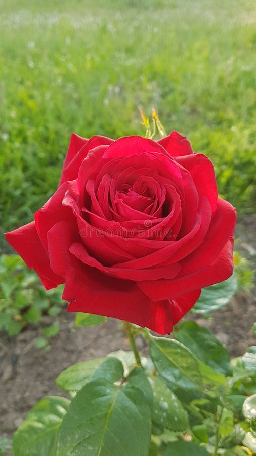 C'est beaucoup de couleur rouge photographie stock libre de droits C'est beaucoup de couleur rouge photographie stock libre de droits