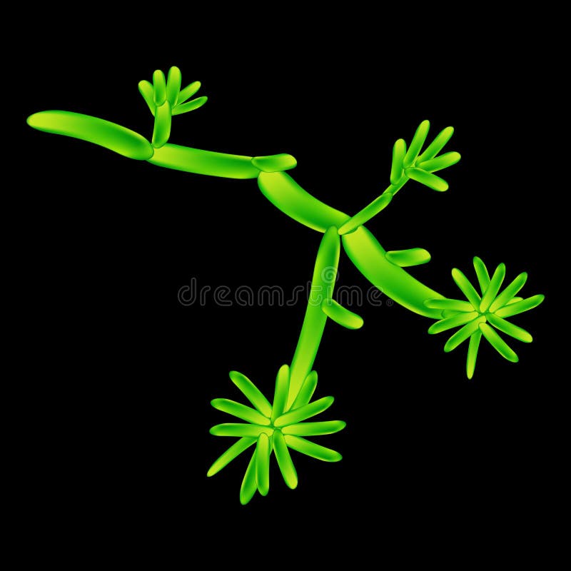 C. Albicans Candida. Pathogenic Yeastlike Fungi of the Candida Type