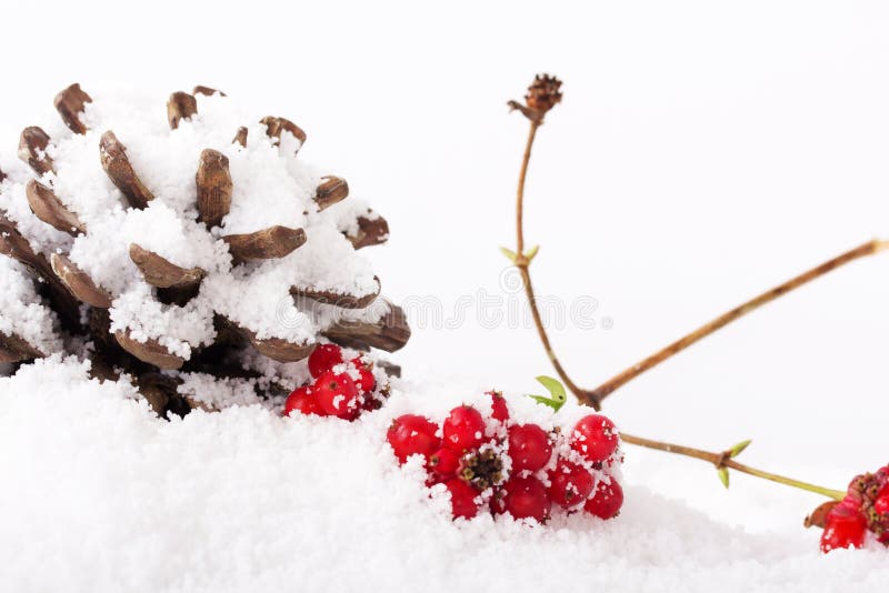 Cône de pin et baies rouges dans la neige blanche photo stock Cône de pin et baies rouges dans la neige blanche photo stock