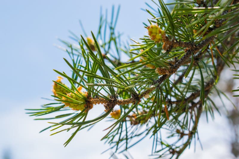 C?nes verts Bosse sur un arbre dans la nature jeunes cônes sur une branche contre le ciel bleu image stock C?nes verts Bosse sur un arbre dans la nature jeunes cônes sur une branche contre le ciel bleu image stock
