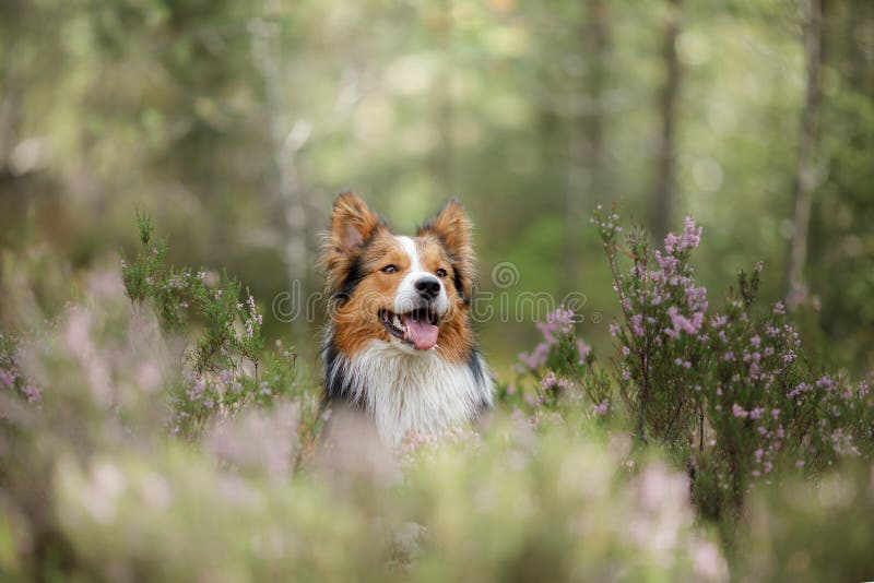 C?o nas madeiras na urze Border collie bonito na natureza Caminhada com seu animal de estima??o fotos de stock C?o nas madeiras na urze Border collie bonito na natureza Caminhada com seu animal de estima??o fotos de stock