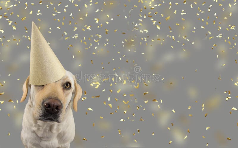 C?O NO CHAP?U DO ANIVERS?RIO DOURADO OU DO ANO NOVO LABRADOR RETRIEVER QUE COMEMORA UM PARTIDO TIRO ISOLADO DO EST?DIO, CONTRA CO imagem de stock royalty free C?O NO CHAP?U DO ANIVERS?RIO DOURADO OU DO ANO NOVO LABRADOR RETRIEVER QUE COMEMORA UM PARTIDO TIRO ISOLADO DO EST?DIO, CONTRA CO imagem de stock royalty free