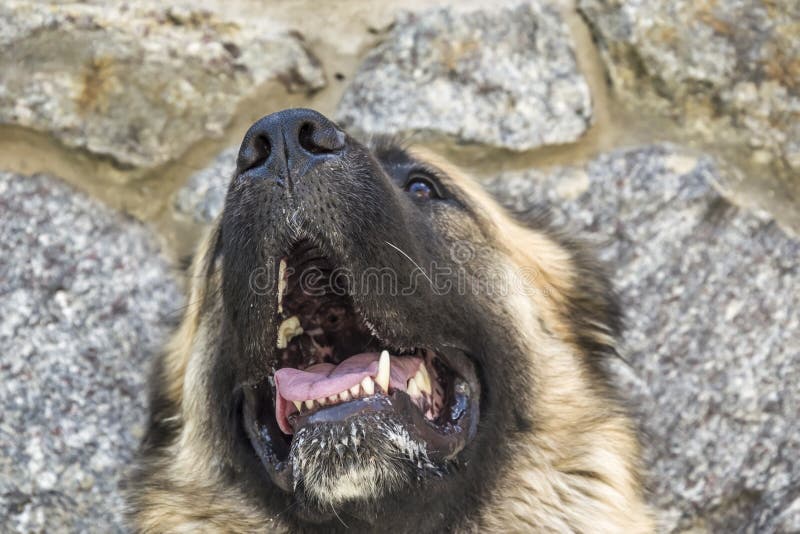 C?o pastor caucasiano do c?o dois anos velho imagem de stock royalty free C?o pastor caucasiano do c?o dois anos velho imagem de stock royalty free