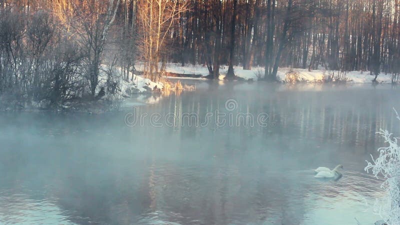 33c 1月横向俄国温度ural冬天 冬天森林游泳鸟的，白色天鹅有薄雾的河