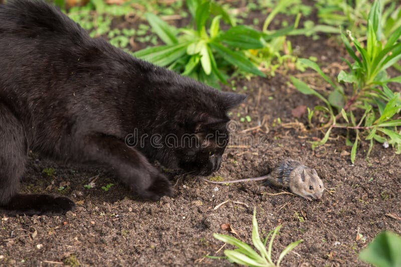 Os Jogos Do Gato Com O Rato Imagem de Stock - Imagem de jogos, gato:  79400905
