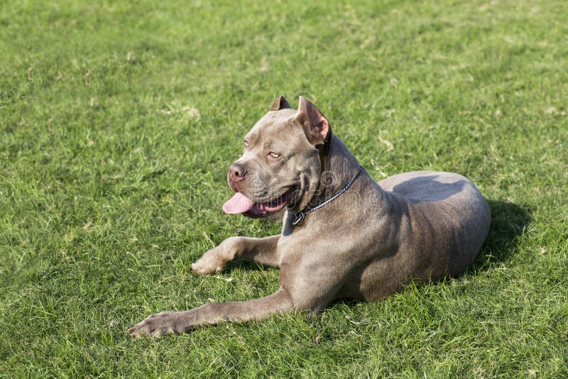 hunting with cane corso