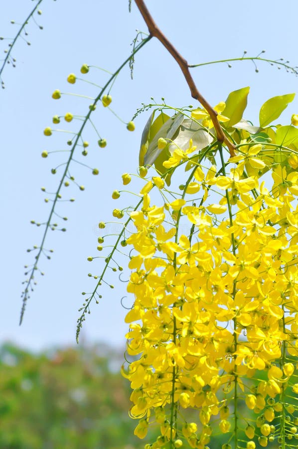 Cabaña De Ducha Dorada De Cassia De Fístula O árbol De Pudín O Flor  Amarilla Imagen de archivo - Imagen de verde, nube: 277740205