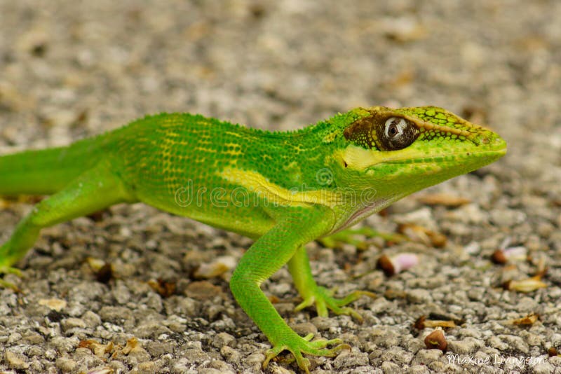 The Knight anoles are native to Cuba. This one fell from a tree and would not move allowing for a close-up picture. These creatures are territorial and will stand their ground if they feel threatened. Picture taken. The Knight anoles are native to Cuba. This one fell from a tree and would not move allowing for a close-up picture. These creatures are territorial and will stand their ground if they feel threatened. Picture taken