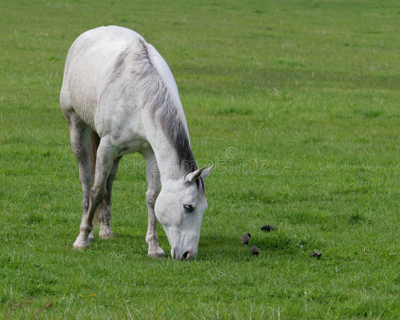 Caballo foto de archivo