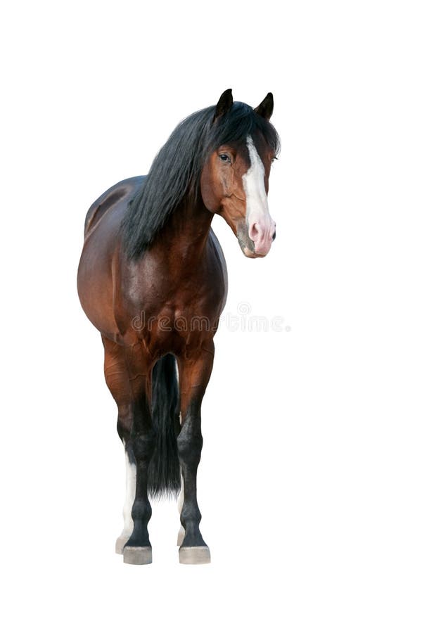 Caballo aislado en blanco foto de archivo libre de regalías Caballo aislado en blanco foto de archivo libre de regalías
