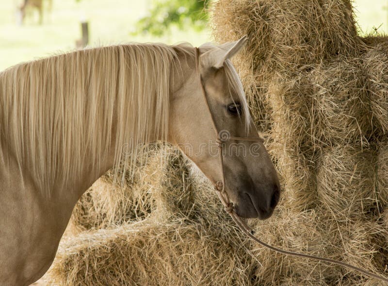 Caballo amarillo fotografía de archivo Caballo amarillo fotografía de archivo