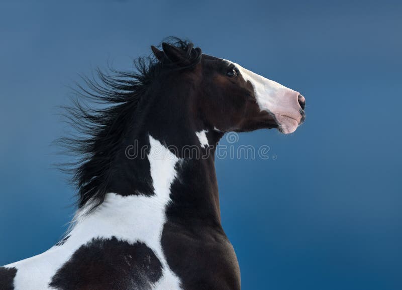 Caballo americano de la pintura Retrato en fondo azul marino fotos de archivo Caballo americano de la pintura Retrato en fondo azul marino fotos de archivo