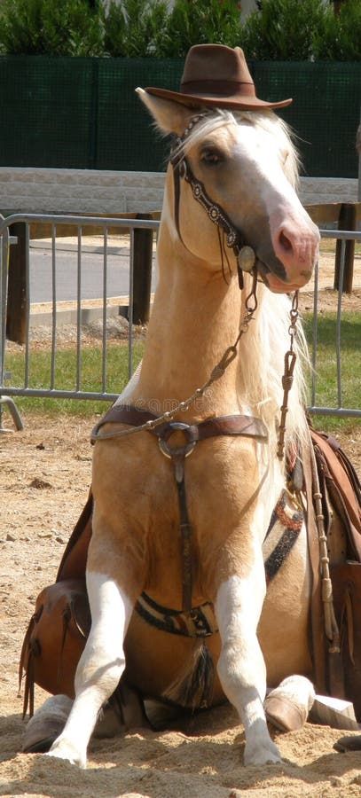Caballo asentado imagenes de archivo