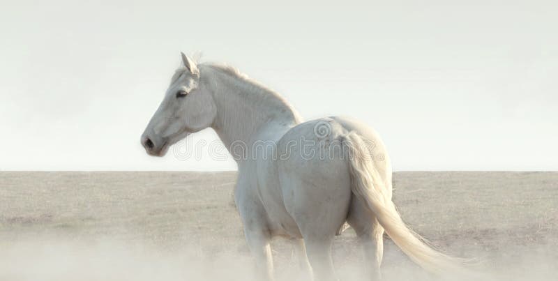 White horse in the fog stands and looks around. Calm old gelding of gray color walks in the field on the loose. Equestrian theme. Soft focus image. White horse in the fog stands and looks around. Calm old gelding of gray color walks in the field on the loose. Equestrian theme. Soft focus image.