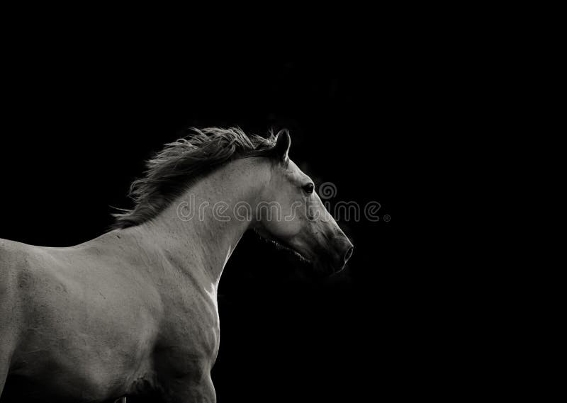 Caballo blanco en la oscuridad que corre rápidamente imagen de archivo Caballo blanco en la oscuridad que corre rápidamente imagen de archivo