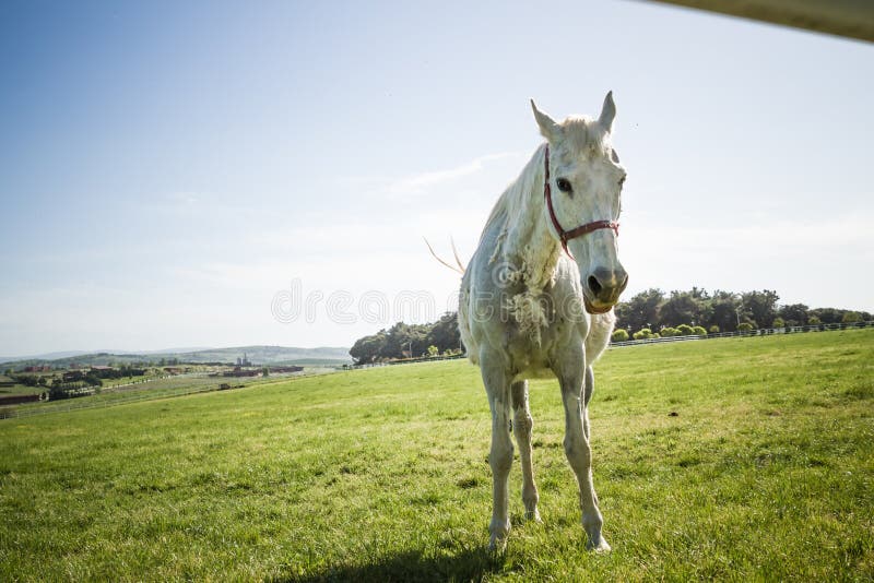 Caballo blanco hermoso que pasta en el prado fotografía de archivo Caballo blanco hermoso que pasta en el prado fotografía de archivo