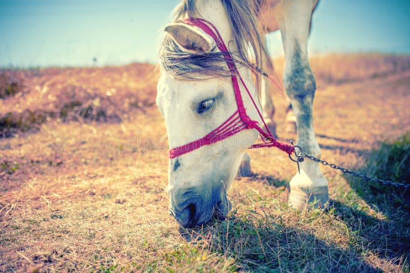 Caballo blanco que come la hierba y el heno en el campo en el campo fotos de archivo Caballo blanco que come la hierba y el heno en el campo en el campo fotos de archivo