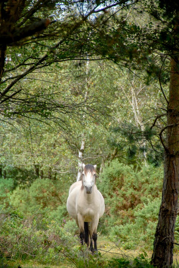 Caballo blanco que galopa a través de bosque foto de archivo libre de regalías Caballo blanco que galopa a través de bosque foto de archivo libre de regalías