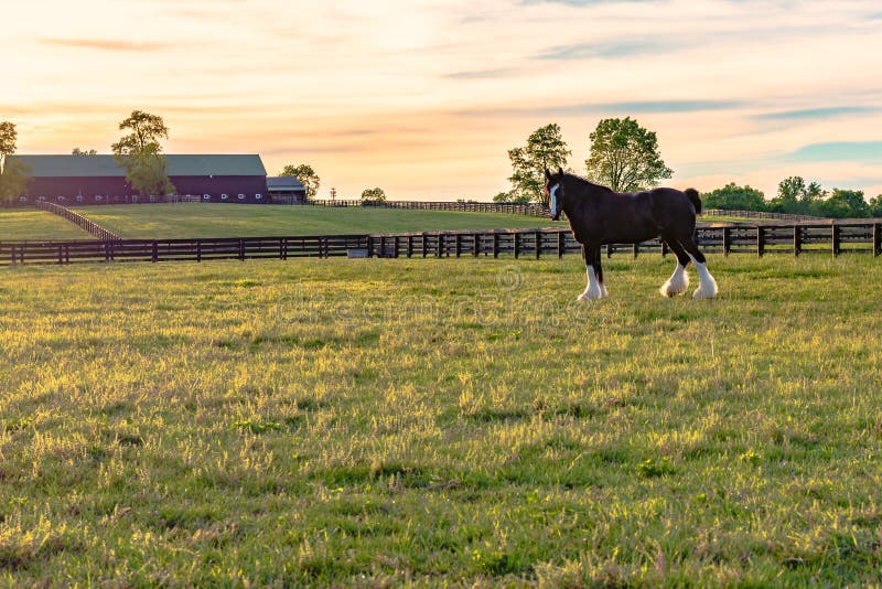 Draft horse standing in a pasture with a horse barn in the background taken during golden hour. Draft horse standing in a pasture with a horse barn in the background taken during golden hour.