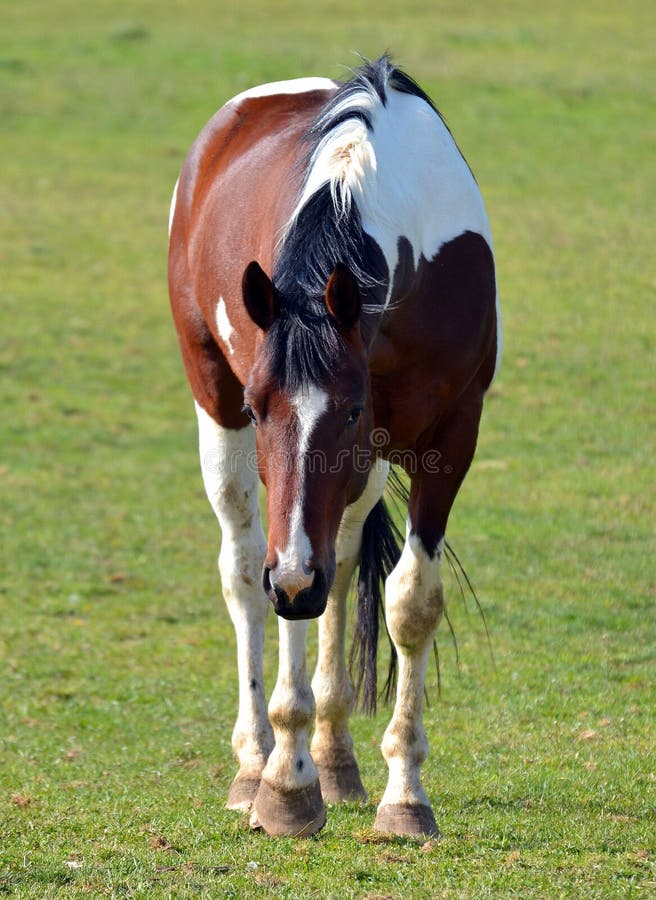 Bay Tobiano Pinto German Oldenburg warmblood gelding walking in pasture. Bay Tobiano Pinto German Oldenburg warmblood gelding walking in pasture