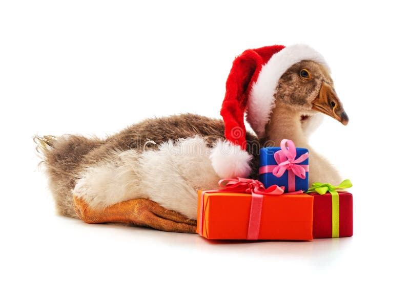 One gray goose in a Christmas hat isolated on a white background. One gray goose in a Christmas hat isolated on a white background