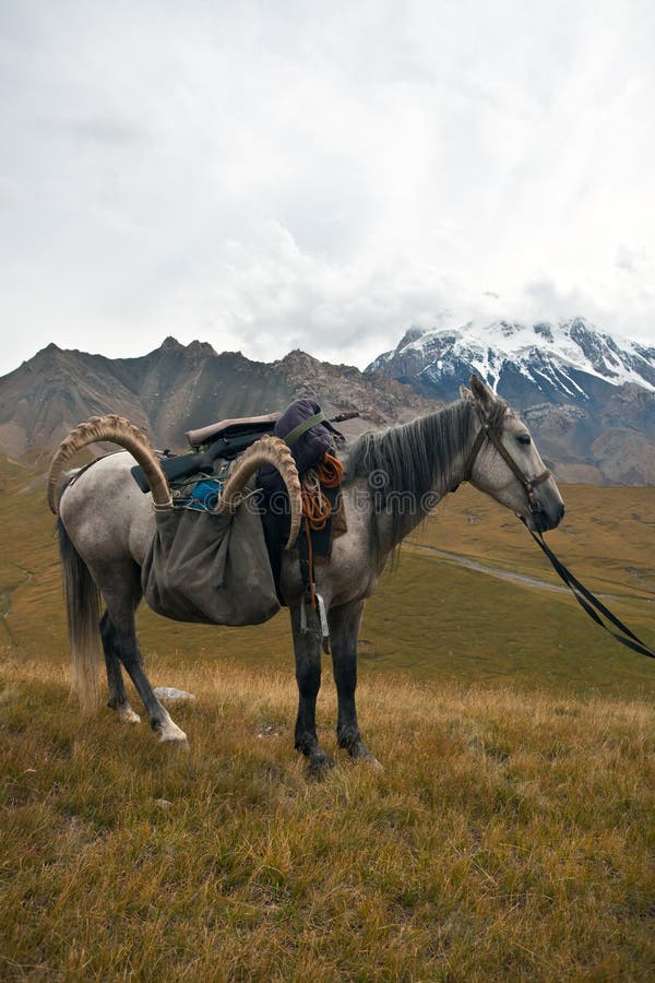 Caballo con un trofeo del cabra montés después de cazar en el soporte de Tien Shan fotos de archivo libres de regalías Caballo con un trofeo del cabra montés después de cazar en el soporte de Tien Shan fotos de archivo libres de regalías