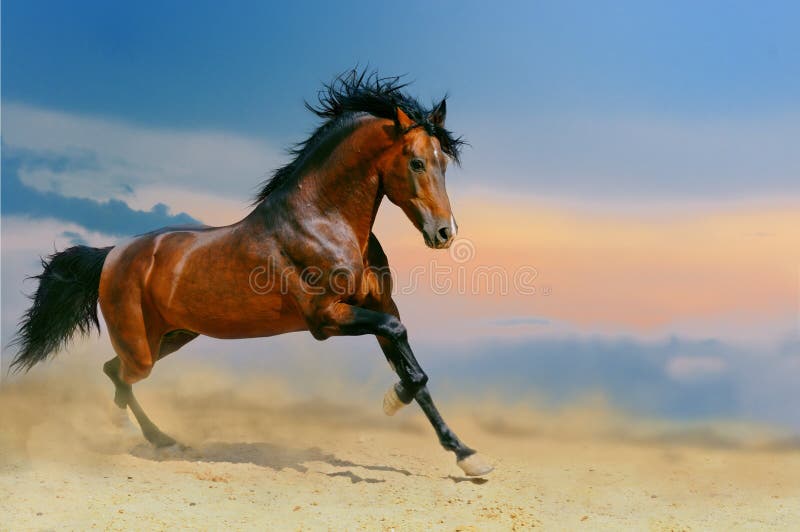 Running bay horse in the desert. Running bay horse in the desert