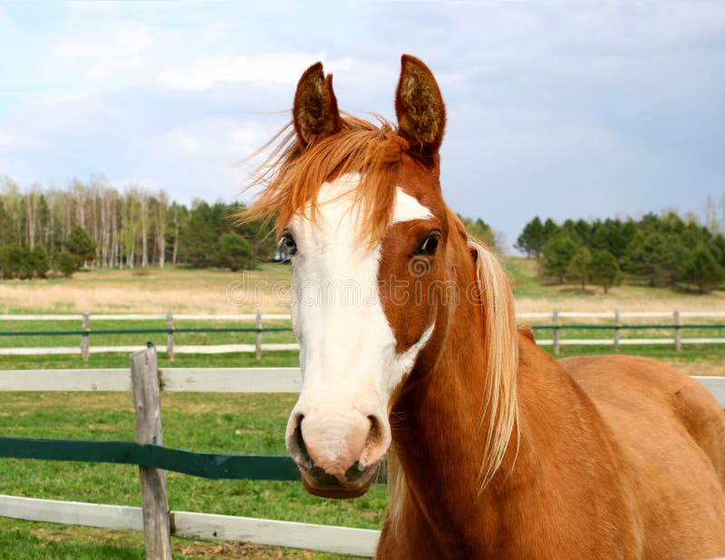 Image of a quarter horse, belgian, arabian mix standing at attention in the pasture on a sunny day. Image of a quarter horse, belgian, arabian mix standing at attention in the pasture on a sunny day