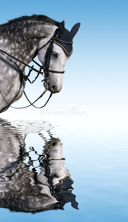 Dapple-gray horse - reflection in water. Dapple-gray horse - reflection in water