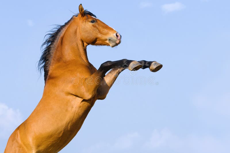Caballo De Bahía Que Se Alza Para Arriba En El Fondo Del Cielo Foto de archivo - Imagen de cielo, equino: 24884942 Caballo De Bahía Que Se Alza Para Arriba En El Fondo Del Cielo Foto de archivo - Imagen de cielo, equino: 24884942