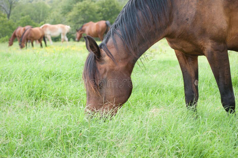 Caballo de bahía oscuro feliz que pasta en hierba profunda de la rodilla enorme imagenes de archivo